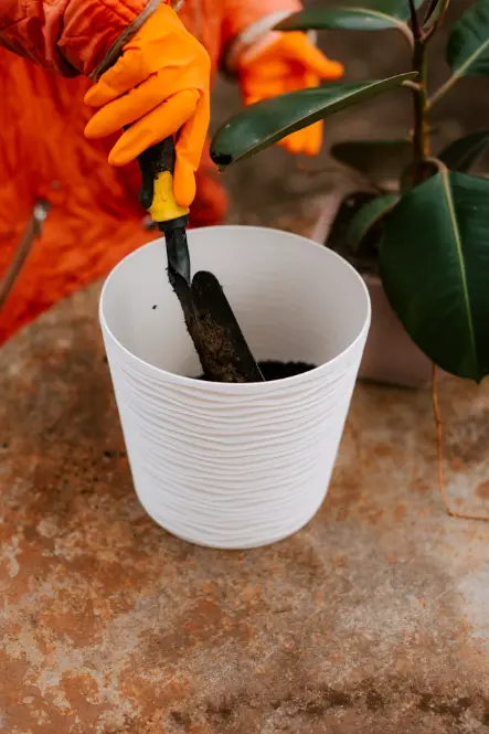 Verdura Snake Plant in Ceramic Pot