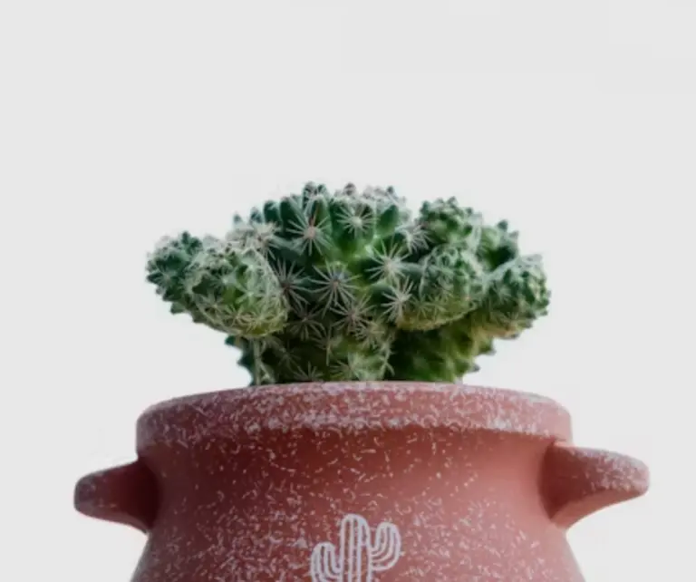 Cactus Mix Trio in Mini Pots